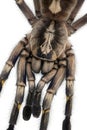Close-up of Tarantula spider, Poecilotheria