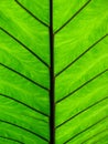 Close-up of Taro leaf back side.