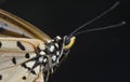 Close up of tawny coster butteflies