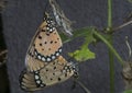 Close up of tawny coster butteflies mating