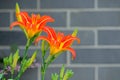 Tawny daylily flowers