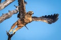 Close-up of tawny eagle flying off branch Royalty Free Stock Photo