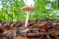 Close up of tawny grisette or the orange-brown ringless amanita, Amanita fulva