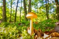 Close up of tawny grisette or the orange-brown ringless amanita, Amanita fulva