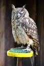 Close up of a Tawny Owl Strix aluco