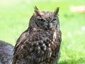 Close up of a Tawny Owl Strix aluco