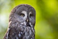 Close up of a Tawny Owl