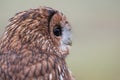 Close up tawny owl