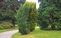 Close up on Taxus baccata, European yew hedge near pathway. Yew Hedging. Pruning Yew Hedges Royalty Free Stock Photo