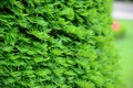 Close up on Taxus baccata, European yew hedge textured background. Yew Hedging. Pruning Yew Hedges Royalty Free Stock Photo