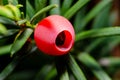 Close-up of Taxus baccata. Fruit yew Royalty Free Stock Photo