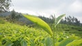 Close up tea leaves nature landscape in West Java Indonesia 0988