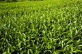 close-up of tea plantation in the morning Royalty Free Stock Photo