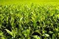 close-up of tea plantation in the morning Royalty Free Stock Photo