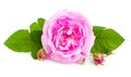 Close-up tea rose blooming isolated