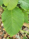 Close up of teak plant