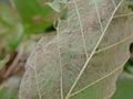 Close up of a teak tree leaf as it, excluding the major veins of tender leaves, was eaten by mothes - Hyblaea puera, and worms so