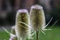 Close up of Teasel in bloom in summer, nature. thistle prickly, weed plant