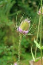 Close up of a Teasel Head Royalty Free Stock Photo