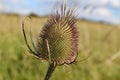 A close up of a teasel seed head in a field in Somerset Royalty Free Stock Photo