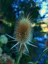 Close up of teasel thorn plant in bloom in end of summer. Green trees background