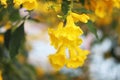 close up tecoma stans flower (yellow bell, yellow elder, trumpetbush, trumpetflower