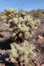 Close up of a Teddy Bear, Cholla, Cactus in McDowell Sonoran Preserve, Scottsdale, Arizon