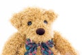 Close up teddy bear portrait on white Royalty Free Stock Photo
