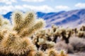 Close up of Teddybear Cholla (Cylindropuntia bigelovii), Cholla Cactus Garden, Joshua Tree National Park, California; blurred