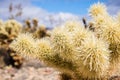 Close up of Teddybear Cholla Cylindropuntia bigelovii, Cholla Cactus Garden, Joshua Tree National Park, south California