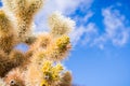 Close up of Teddybear Cholla (Cylindropuntia bigelovii), Cholla Cactus Garden, Joshua Tree National Park, south California; blue Royalty Free Stock Photo