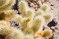 Close up of Teddybear Cholla (Cylindropuntia bigelovii), Cholla Cactus Garden, Joshua Tree National Park, south California; view
