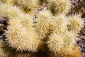 Close up of Teddybear Cholla (Cylindropuntia bigelovii), Cholla Cactus Garden, Joshua Tree National Park, south California; view Royalty Free Stock Photo