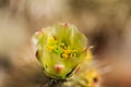 Teddybear Cholla