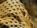 Close-up of Teddybear Cholla Skeleton