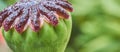 Close up of teh seed capsule of the corn poppy Papaver rhoeas