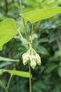 Telosma cordata flower in nature garden