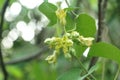 Telosma cordata flower in nature garden