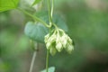 Telosma cordata flower in nature garden