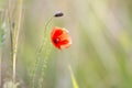 Close-up of tender beautifully blooming lit by summer sun red wild poppy and undiluted flower bud on high stem on blurred bright g Royalty Free Stock Photo