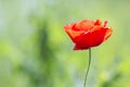 Close-up of tender blooming lit by summer sun one red wild poppy Royalty Free Stock Photo