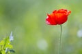 Close-up of tender blooming lit by summer sun one red wild poppy Royalty Free Stock Photo