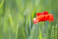 Close-up of tender blooming lit by summer sun one red wild poppy Royalty Free Stock Photo