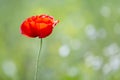 Close-up of tender blooming lit by summer sun one red wild poppy flower on high stem on blurred bright green bokeh summer backgrou Royalty Free Stock Photo