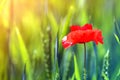 Close-up of tender blooming lit by summer sun one red wild poppy flower on high stem on blurred bright green bokeh summer Royalty Free Stock Photo