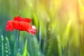 Close-up of tender blooming lit by summer sun one red wild poppy flower on high stem on blurred bright green bokeh summer Royalty Free Stock Photo