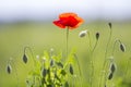 Close-up of tender blooming lit by summer sun one red wild poppy Royalty Free Stock Photo