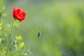 Close-up of tender blooming lit by summer sun one red wild poppy Royalty Free Stock Photo