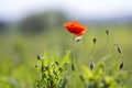 Close-up of tender blooming lit by summer sun one red wild poppy Royalty Free Stock Photo