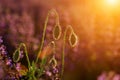 Close-up of tender blooming lit by summer sun one red wild poppy and undiluted flower buds on high stems on blurred bright green Royalty Free Stock Photo